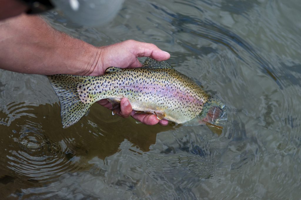 missouririver-rainbow trout