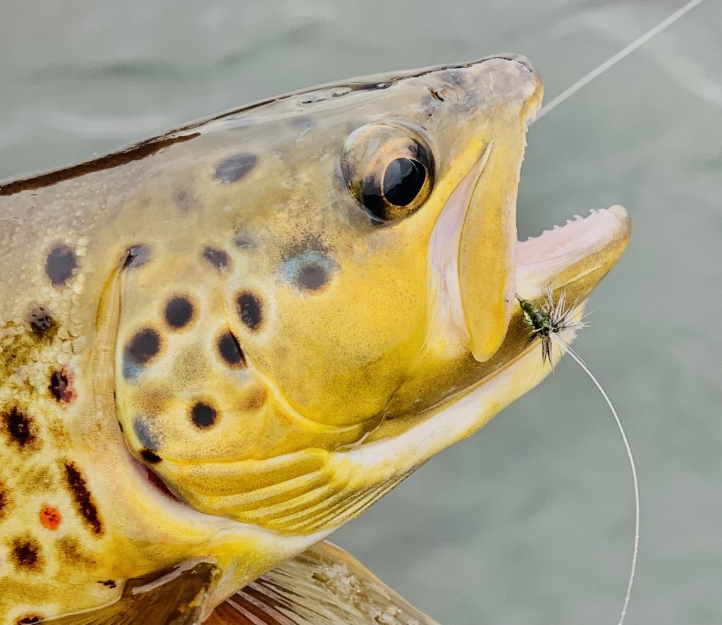 dry fly fishing